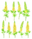 Lupin or Lupine Flowering Plant with Palmately Green Leaves and Dense Flower Whorl Vector Set