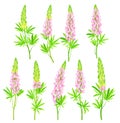 Lupin or Lupine Flowering Plant with Palmately Green Leaves and Dense Flower Whorl Vector Set