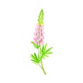 Lupin or Lupine Flowering Plant with Palmately Green Leaves and Lilac Dense Flower Whorl Vector Illustration