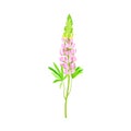 Lupin or Lupine Flowering Plant with Palmately Green Leaves and Lilac Dense Flower Whorl Vector Illustration