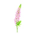 Lupin or Lupine Flowering Plant with Palmately Green Leaves and Lilac Dense Flower Whorl Vector Illustration