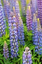 Lupin (Lupinus angustifolius) Patch