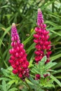 Lupin Lupinus `Beefeater` Royalty Free Stock Photo