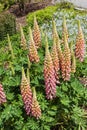 Lupin Lupinus `The Chatelaine` Royalty Free Stock Photo