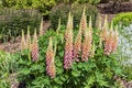 Lupin Lupinus `The Chatelaine` Royalty Free Stock Photo