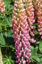 Lupin Lupinus `The Chatelaine` Royalty Free Stock Photo