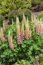 Lupin Lupinus `The Chatelaine` Royalty Free Stock Photo