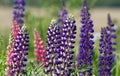 Lupin flowers in the meadow