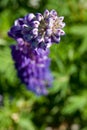 Lupin Macro Royalty Free Stock Photo