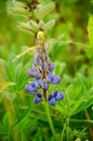 Lupin in meadow grass Royalty Free Stock Photo