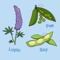 Lupin, pea and soybean