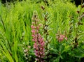 Lupin pink flower in green grass in the field. Royalty Free Stock Photo