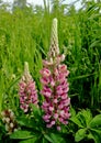 Lupin pink flower in green grass in the field. Summer season. Royalty Free Stock Photo