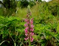 Lupin pink flower in green grass in the field. Summer season. Royalty Free Stock Photo