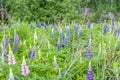 Lupin`s flower. Lupine wildflowers with purple and blue flower. Bouquet of lupines summer flower background