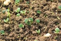 Lupin seedlings Royalty Free Stock Photo