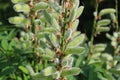 Lupin seeds in the garden Royalty Free Stock Photo