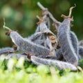 Lupin seeds Royalty Free Stock Photo