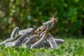 Lupin seeds Royalty Free Stock Photo