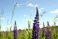 Lupin spreads flowers. Lupin field. Colorful bouquet of lupins on a summer flower background. Blossoming flowers. Lupin field with Royalty Free Stock Photo