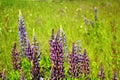 Lupin spreads flowers. Lupin field. Colorful bouquet of lupins on a summer flower background. Blossoming flowers. Lupin Royalty Free Stock Photo