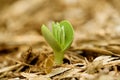 Lupin sprout Royalty Free Stock Photo