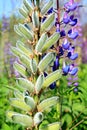 Lupine