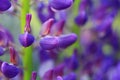 Lupine