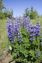 Lupine