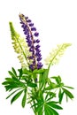 Lupine