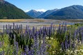 Lupine along the Great Alpine Highway, New Zealand Royalty Free Stock Photo