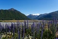 Lupine along the Great Alpine Highway, New Zealand Royalty Free Stock Photo
