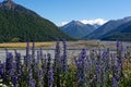 Lupine along the Great Alpine Highway, New Zealand Royalty Free Stock Photo