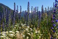 Lupine along the Great Alpine Highway, New Zealand Royalty Free Stock Photo