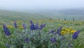 Lupine and Fence Line in Fog Royalty Free Stock Photo