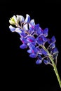 Lupine on black background. Official Texas State flower, blue bonnet isolated on black background Royalty Free Stock Photo