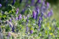 Lupine blooming at Mount Spokane State Park Royalty Free Stock Photo