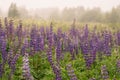 Lupine blooming under summer rain . Royalty Free Stock Photo