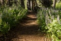 Lupine Blooms Line A Wide Trail In Lassen