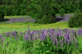 Lupine blossom in wild mountain area in spring