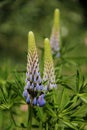 Lupine Royalty Free Stock Photo