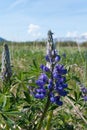 Lupine