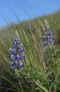 Lupine in Bunchgrass, Horse Heaven Hills, Eastern Washington State, Springtime Flora