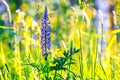 Lupine closeup in a meadow Royalty Free Stock Photo