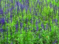 Lupine Field