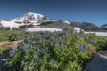 Lupine in Field Below Mount Rainier and Burroughs Royalty Free Stock Photo