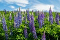 Lupine field with blue flowers at summer