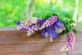 Lupine field with pink purple and blue flowers. Bouquet of lupines summer floral background Royalty Free Stock Photo