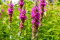 Lupine field with pink purple and blue flowers. Bunch of lupines summer flower background Royalty Free Stock Photo