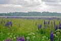 Lupine field with pink purple and blue flowers. Bunch of lupines summer flower background Royalty Free Stock Photo